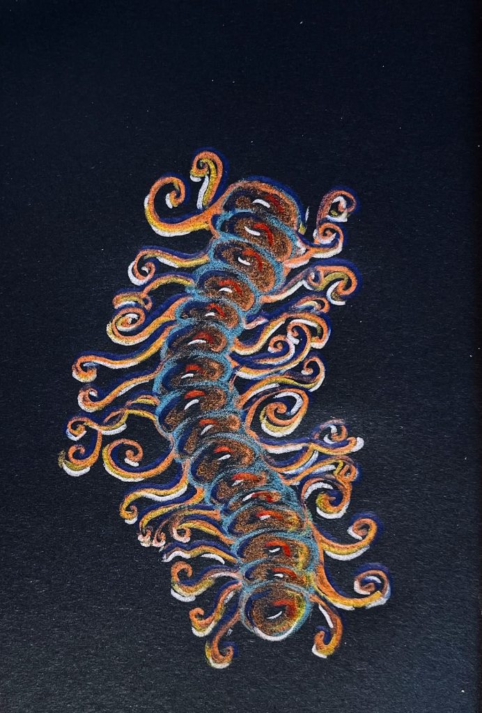 Colored pencil sketch of an ornate polychaete (Amblyosyllis) on black paper.