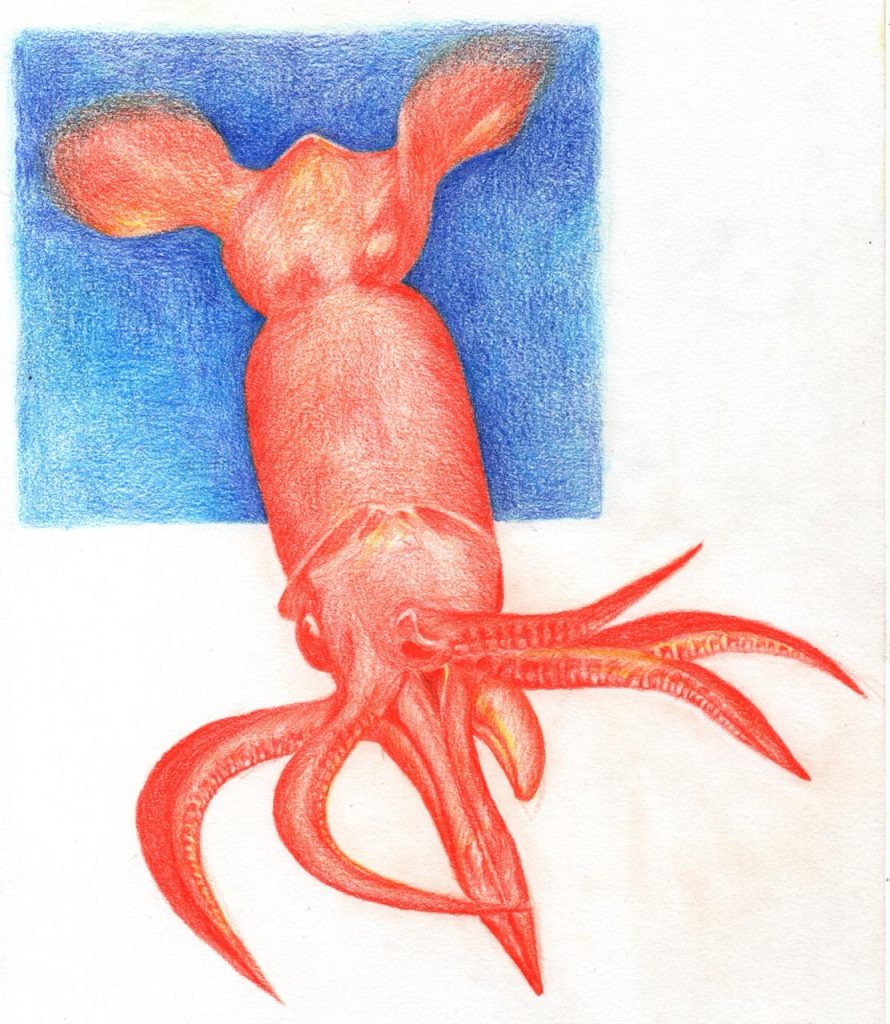 Colored pencil illustration of a squid created using a complementary color palette.